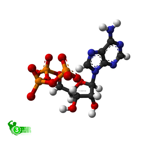 شیکر چیست ؟ ، آدنوزین تری فسفات ،فروشگاه اینترنتی سپهر