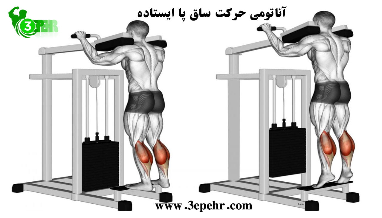 شناختن لوازم بدنسازی در باشگاه، آناتومی حرکت ساق پا ایستاده (Standing Calf)