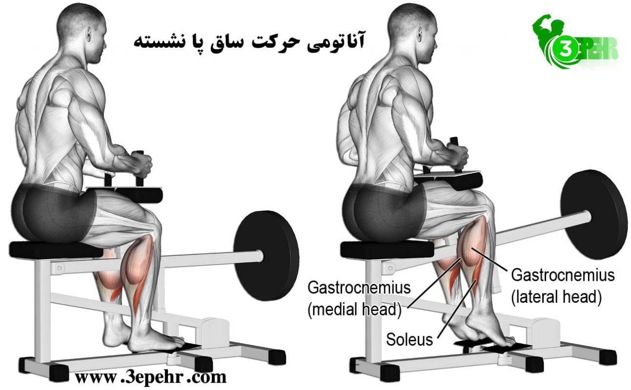 شناختن لوازم بدنسازی در باشگاه، آناتومی حرکت ساق پا نشسته (Calf Machine)