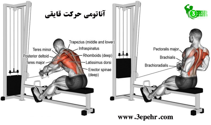 آناتومی حرکت قایقی