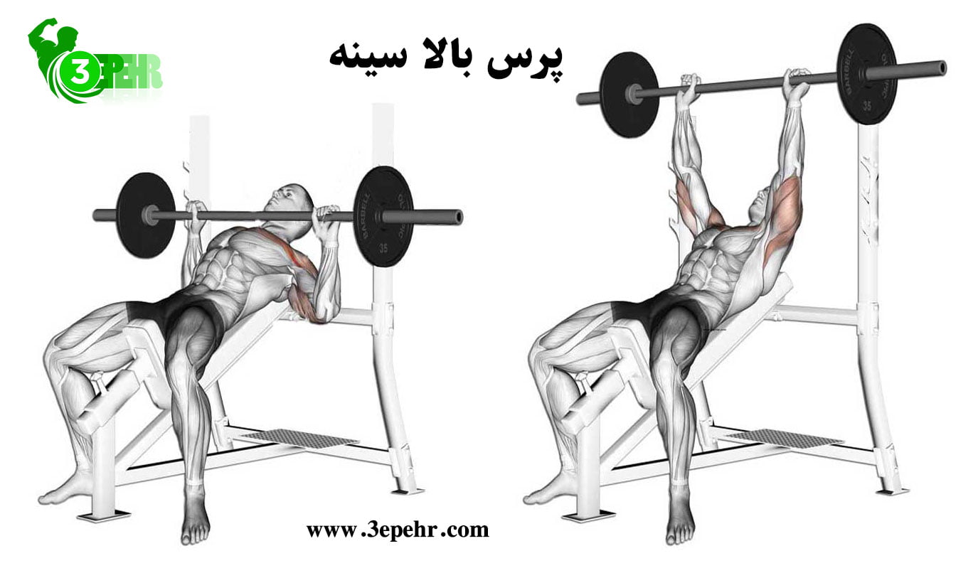 آناتومی حرکت پرس بالا سینه (Incline bench press) ، شناختن لوازم بدنسازی در باشگاه