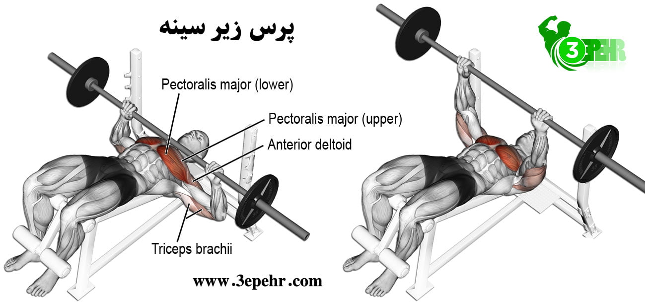 آناتومی حرکت پرس زیر سینه (Decline bench press) ، شناختن لوازم بدنسازی در باشگاه