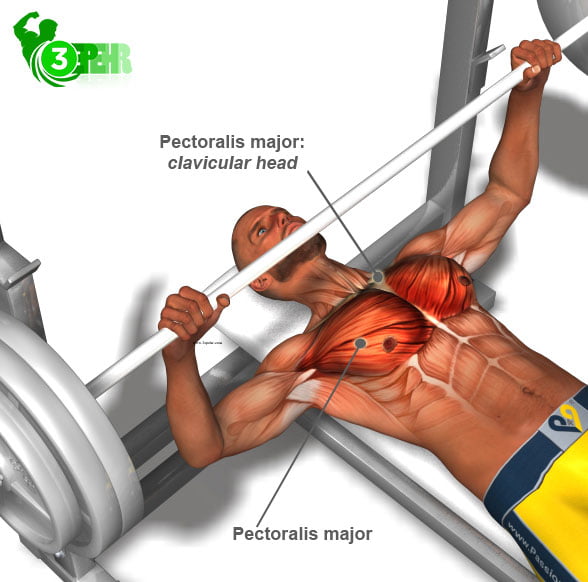 آناتومی حرکت پرس سینه و عضلات درگیر در این حرکت (Bench press)