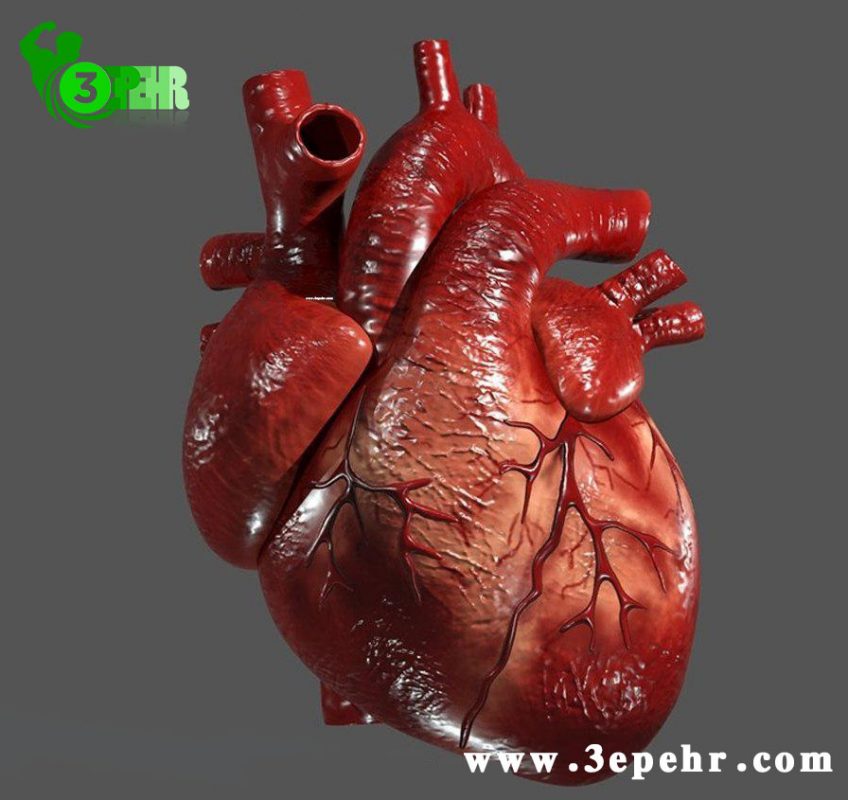 یوگا چه فوایدی دارد ؟ ، قلب انسان