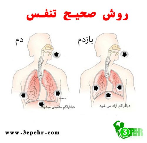 یوگا چه فوایدی دارد ؟  ، دو شکل که نحوه ی صحیح تنفس را یاد داده است 